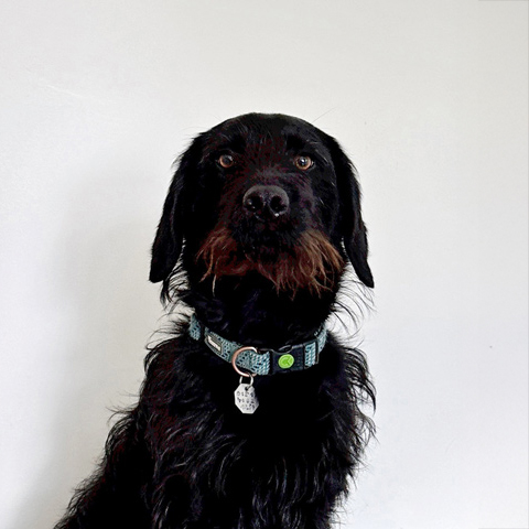 JOSCHI_glanzhelden_02 Porträt eines Hundes