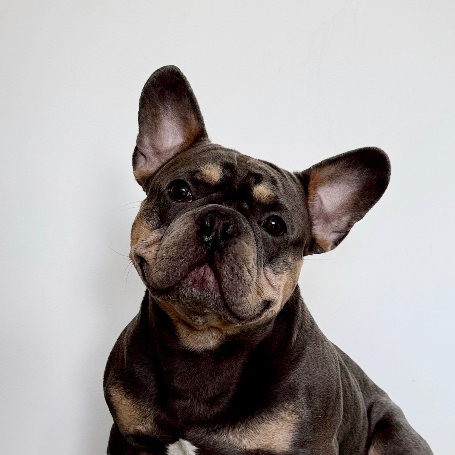 MARLEY_glanzhelden_02 Porträt eines Hundes